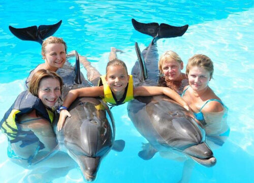 Dolphin Show Hurghada